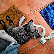 Bounty participe au concours pour gagner de l'argent avec cette photo : animal, cat, cute, doormat, ears, fabric_strip, feline, floor, home, indoor, paws, pet, play, playful, relaxed, rug, striped, tabby, tile, whiskers