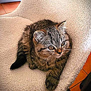Bounty participe au concours pour gagner de l'argent avec cette photo : kitten, cat, tabby, feline, pet, animal, fur, whiskers, chair, cozy, indoor, cute, small, curious, paw, relaxed, domestic, tabby_stripes, texture, closeup