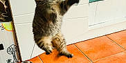 Bounty participe au concours pour gagner de l'argent avec cette photo : cabinet, cat, curious, cute, domestic_animal, feline, fur, home, indoor, jumping, kitten, leap, motion_blur, paw, pet, playful, tile_floor, water_bowl, wide_eyes, young_cat