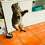 cabinet, cat, curious, cute, domestic_animal, feline, fur, home, indoor, jumping, kitten, leap, motion_blur, paw, pet, playful, tile_floor, water_bowl, wide_eyes, young_cat