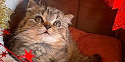 Bounty participe au concours pour gagner de l'argent avec cette photo : kitten, cat, tabby, pet, animal, feline, cute, cozy, bed, decorations, red, gold, glitter, stars, holiday, festive, indoor, soft, warm, curious