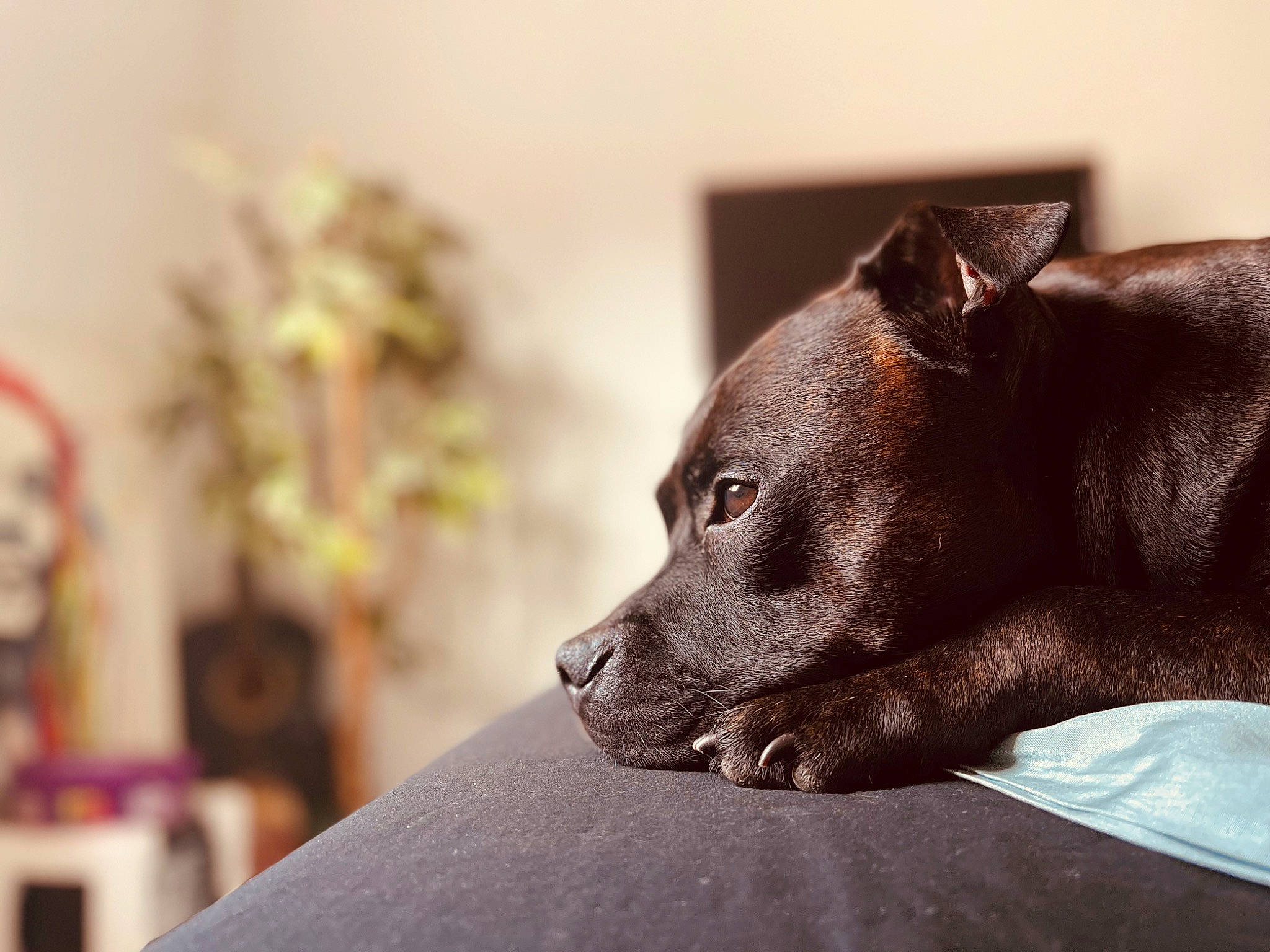 King Junjah Gideon Mensah joined the competition — help win amazing prizes! canidae, carnivore, comfort, companion_dog, couch, dog, dog_breed, ear, fawn, fur, guard_dog, liver, pet_supply, snout, sporting_group, terrestrial_animal, toy_dog, whiskers, wood, working_animal