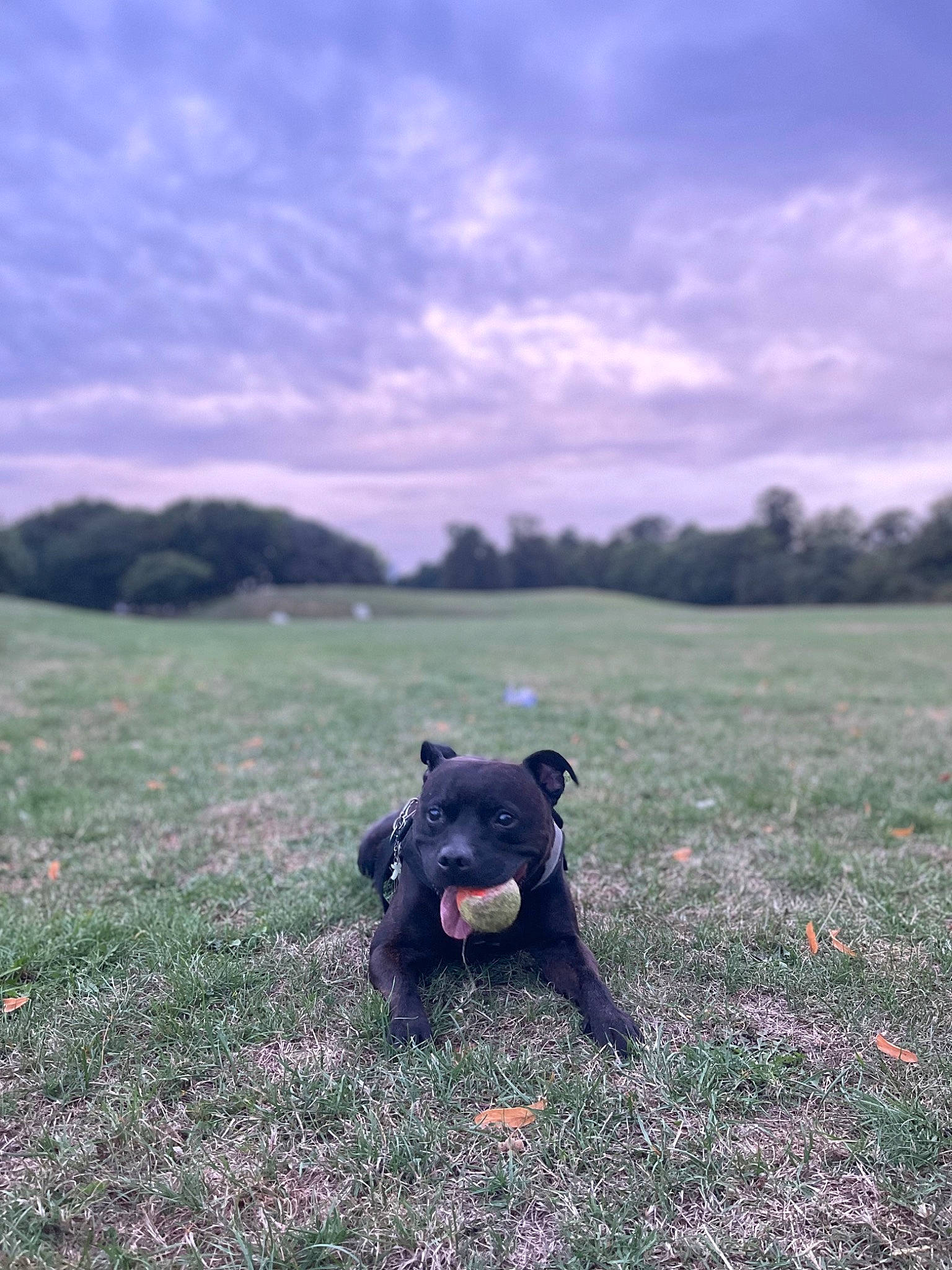 King Junjah Gideon Mensah joined the competition — help win amazing prizes! carnivore, cloud, companion_dog, dog, dog_breed, fawn, flash_photography, grass, grass_family, grassland, happy, landscape, lawn, meadow, plant, sky, snout, tints_and_shades, tree, wood