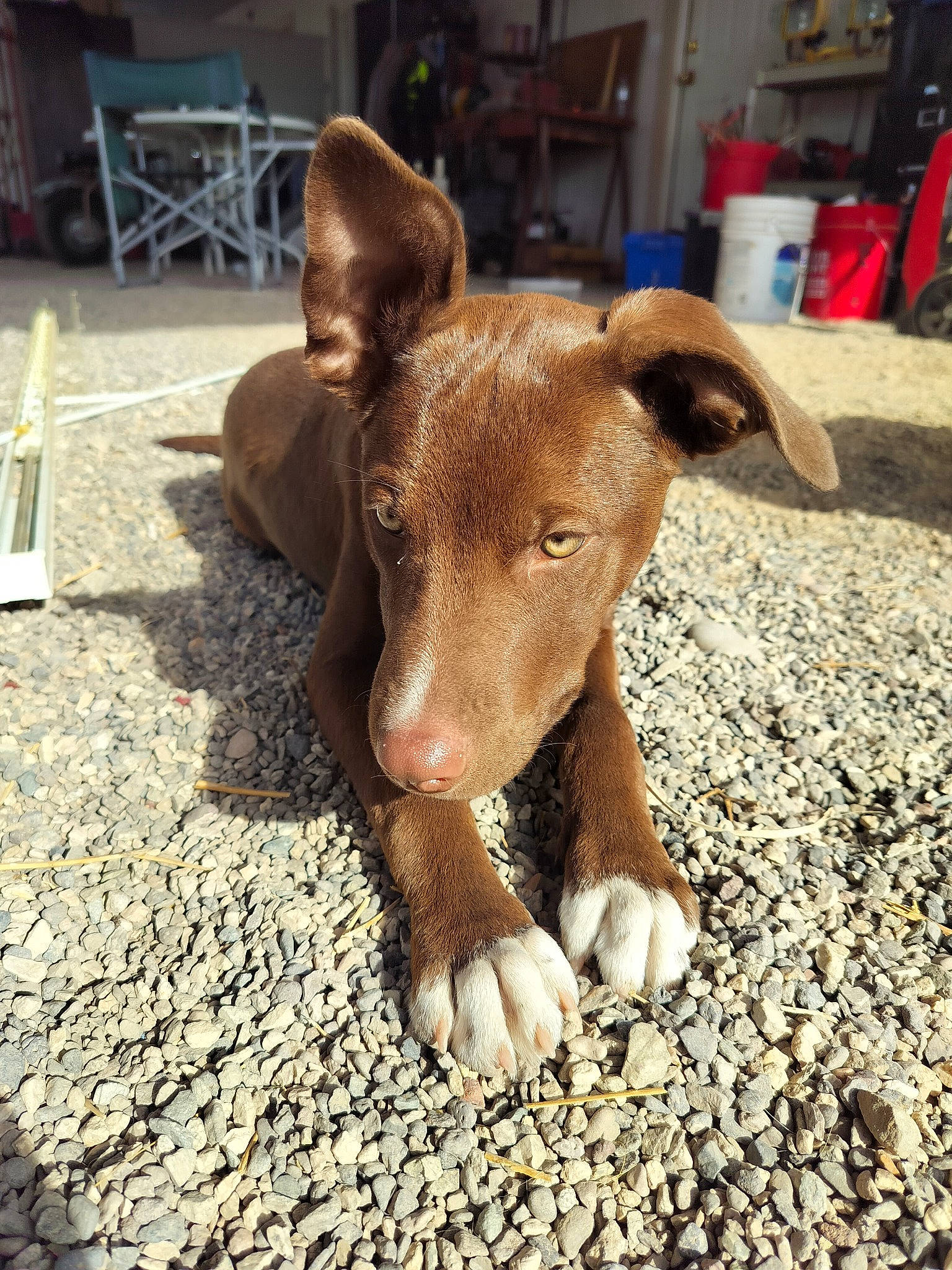 Hank joined the competition — help win amazing prizes! canidae, carnivore, chair, companion_dog, dog, dog_breed, fawn, flooring, fur, liver, livestock, non_sporting_group, pet_supply, snout, sporting_group, tail, terrestrial_animal, whiskers, wood, working_animal