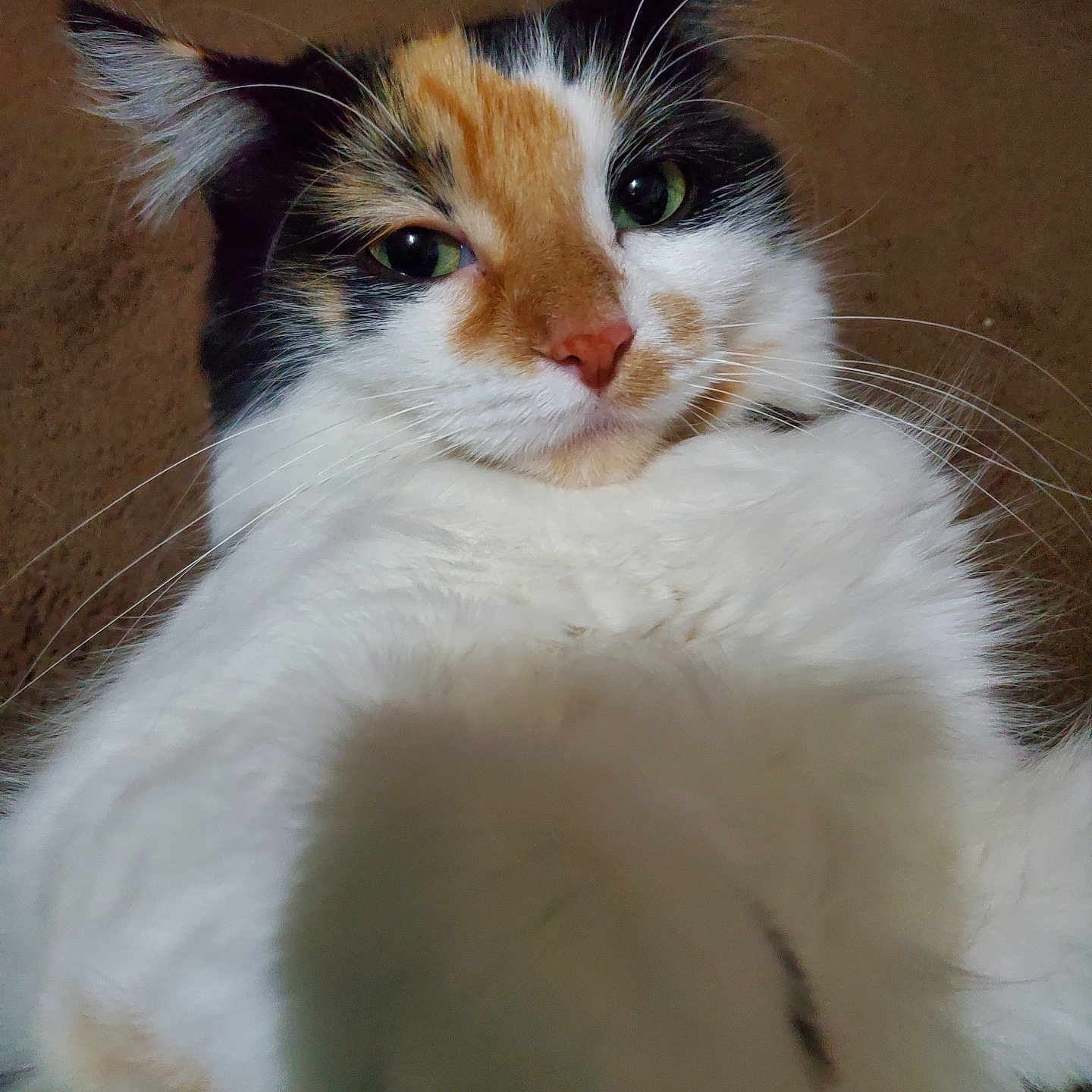 Astrid Lynn joined the competition — help win amazing prizes! animal, calico, cat, close_up, curious, cute, ears, face, fluffy, fur, green_eyes, indoor, muzzle, nose, paw, pet, portrait, relaxed, soft, whiskers