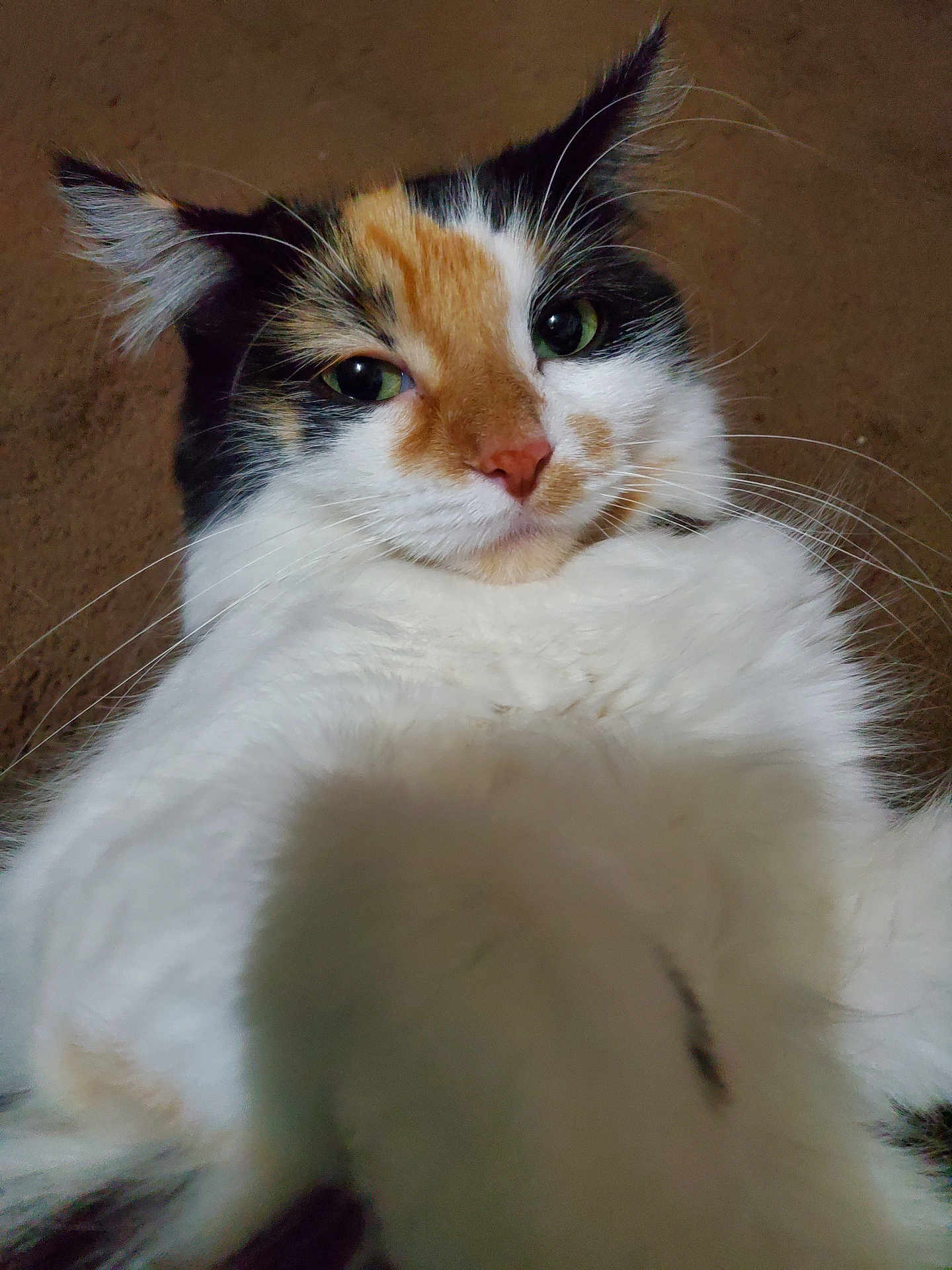 Astrid Lynn joined the competition — help win amazing prizes! cat, calico, fluffy, close_up, paw, curious, whiskers, fur, pet, animal, indoor, cute, face, muzzle, ears, green_eyes, nose, soft, relaxed, portrait