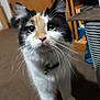 Astrid Lynn is registered to the contest to win money with this photo: cat, calico_cat, indoor, carpet, whiskers, green_eyes, pet, feline, curious, collar, bell, fur, closeup, walking, household, wooden_furniture, domestic, animal, mammal, portrait