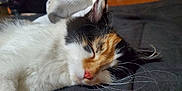 Astrid Lynn joined the competition — help win amazing prizes! cat, calico, sleeping, bed, blanket, indoor, furniture, dorm_room, resting, pet, whiskers, fur, cozy, relaxing, domestic_animal, closeup, soft_light, napping, comfortable, household