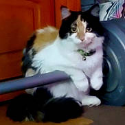 Astrid Lynn is registered to the contest to win money with this photo: cat, calico, feline, pet, indoor, fur, collar, weight_plate, exercise_equipment, wooden_furniture, curious, sitting, paw, tail, domestic_animal, animal, mammal, resting, closeup, household