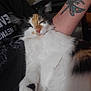 Astrid Lynn is registered to the contest to win money with this photo: cat, calico, sleeping, pet, feline, tattoo, arm, indoor, closeup, white_fur, black_fur, orange_fur, relaxed, cozy, resting, animal, fur, whiskers, cute, companion