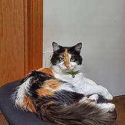 Astrid joined the competition — help win amazing prizes! animal, bell, calico_cat, cat, chair, cute, domestic, feline, fluffy, fur, green_collar, indoor, looking_at_camera, pet, relaxed, sitting, tail, whiskers, white_wall, wooden_door