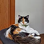 animal, bell, calico_cat, cat, chair, cute, domestic, feline, fluffy, fur, green_collar, indoor, looking_at_camera, pet, relaxed, sitting, tail, whiskers, white_wall, wooden_door