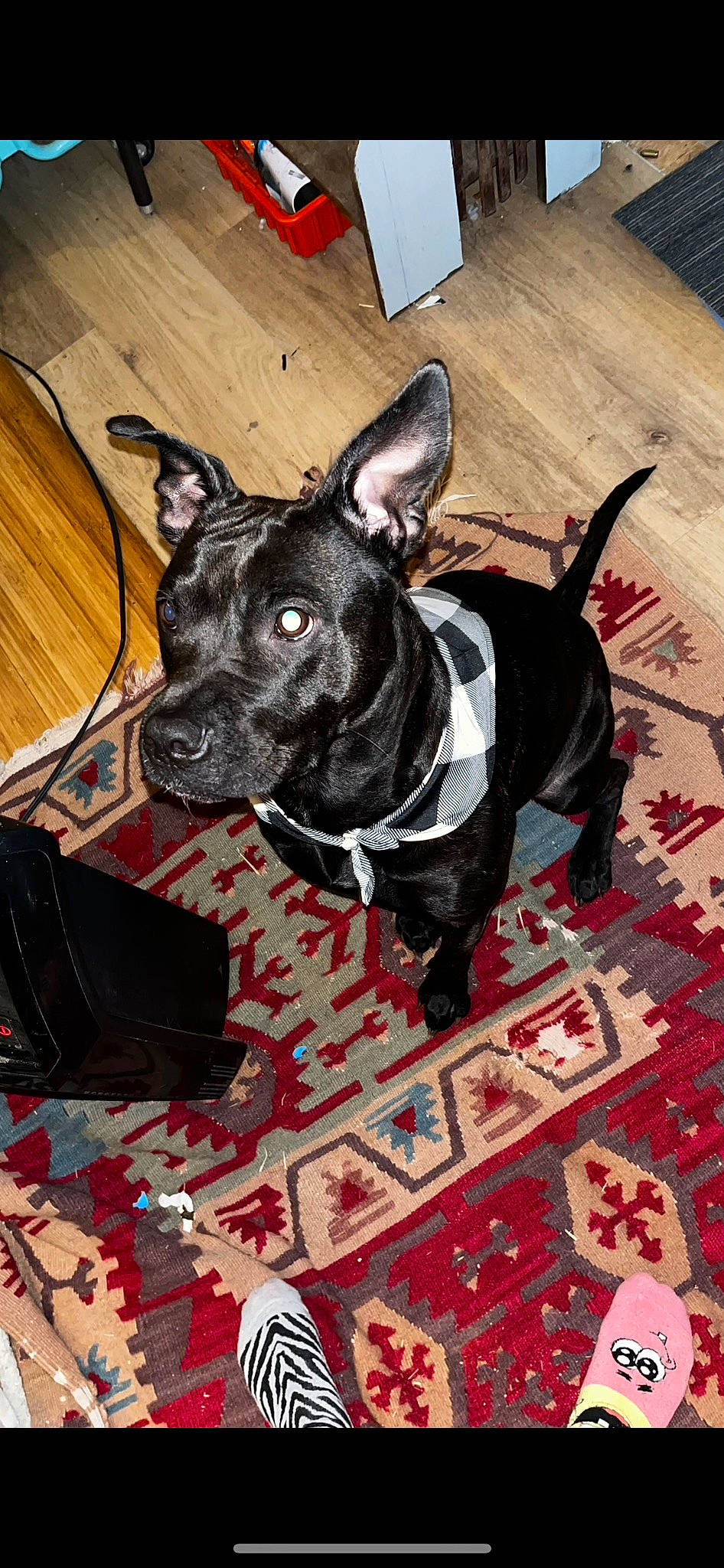 Maze is registered to the contest to win money with this photo: canidae, carmine, carnivore, collar, companion_dog, dog, dog_breed, dog_collar, dog_supply, fawn, flooring, guard_dog, hardwood, pattern, pet_supply, snout, sporting_group, whiskers, wood, working_animal