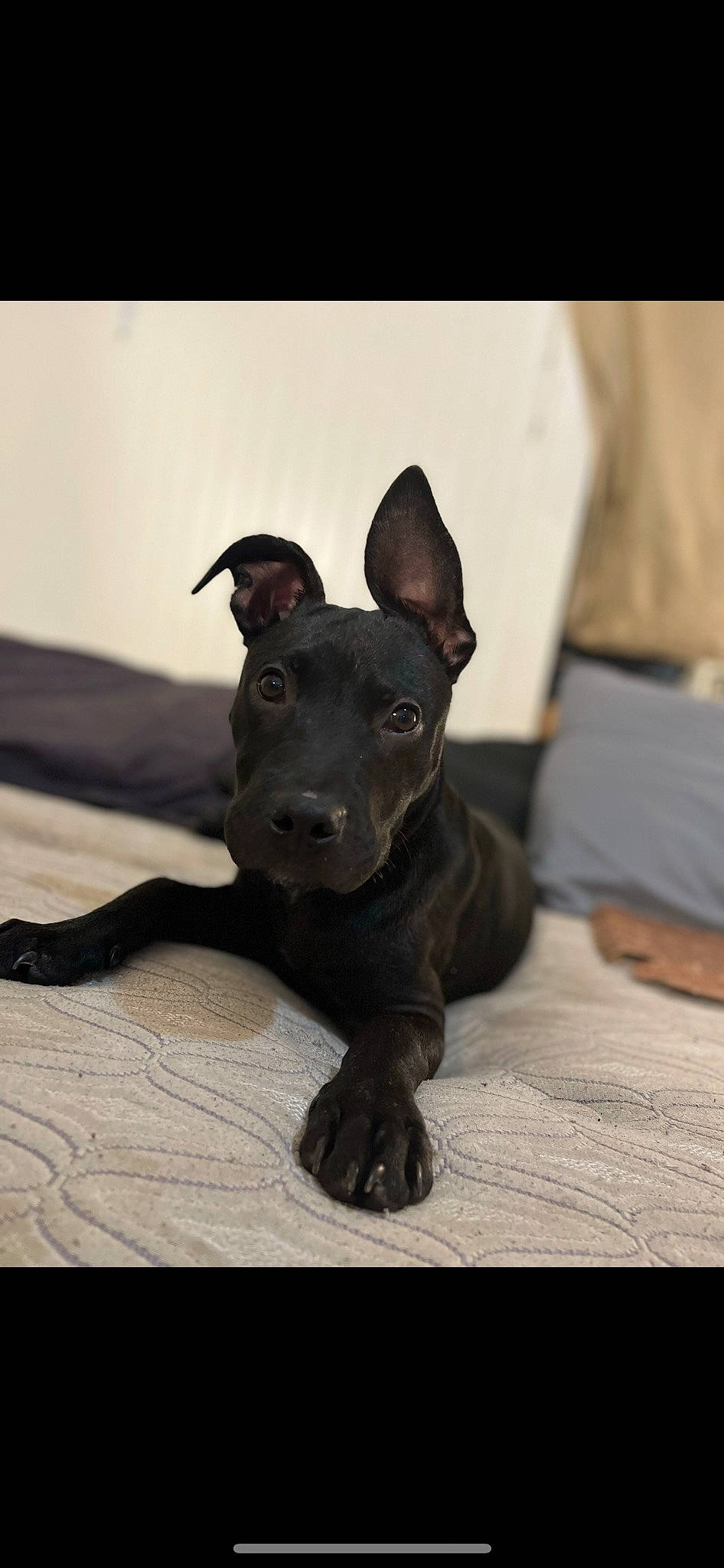 Maze joined the competition — help win amazing prizes! canidae, carnivore, companion_dog, dog, dog_breed, fawn, grey, guard_dog, non_sporting_group, paw, snout, sporting_group, tail, terrestrial_animal, toy_dog, whiskers, wood, working_dog