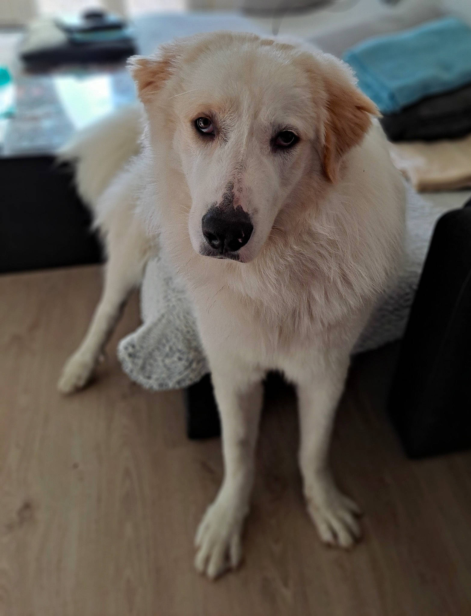 Rainbow a rejoint le concours — aidez-le/la à gagner de superbes lots ! canidae, carnivore, companion_dog, dog, dog_breed, eye, fawn, floor, flooring, fur, hardwood, laminate_flooring, paw, snout, sporting_group, varnish, whiskers, wood, wood_flooring, working_animal