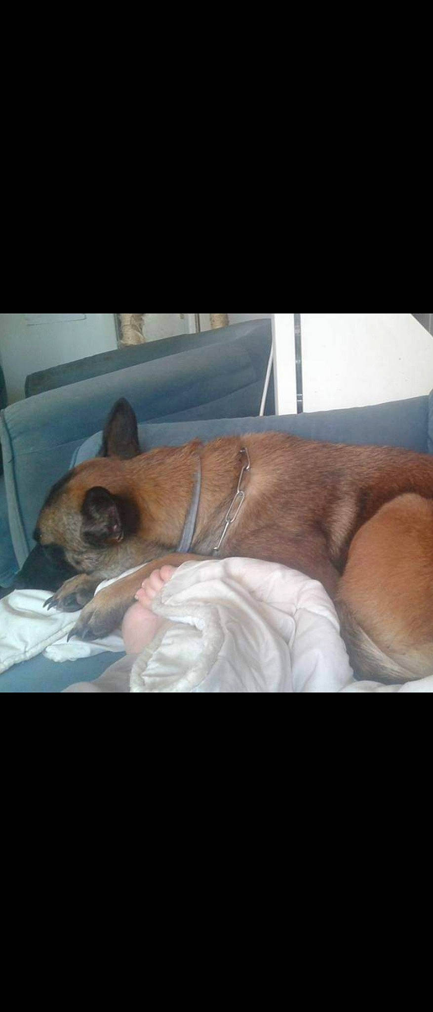 Jeep participe au concours pour gagner de l'argent avec cette photo : boxer, canidae, carnivore, chihuahua, dog, dog_breed, ear, fawn, mammal, nap, non_sporting_group, nose, pomeranian, puppy, sleep, snout