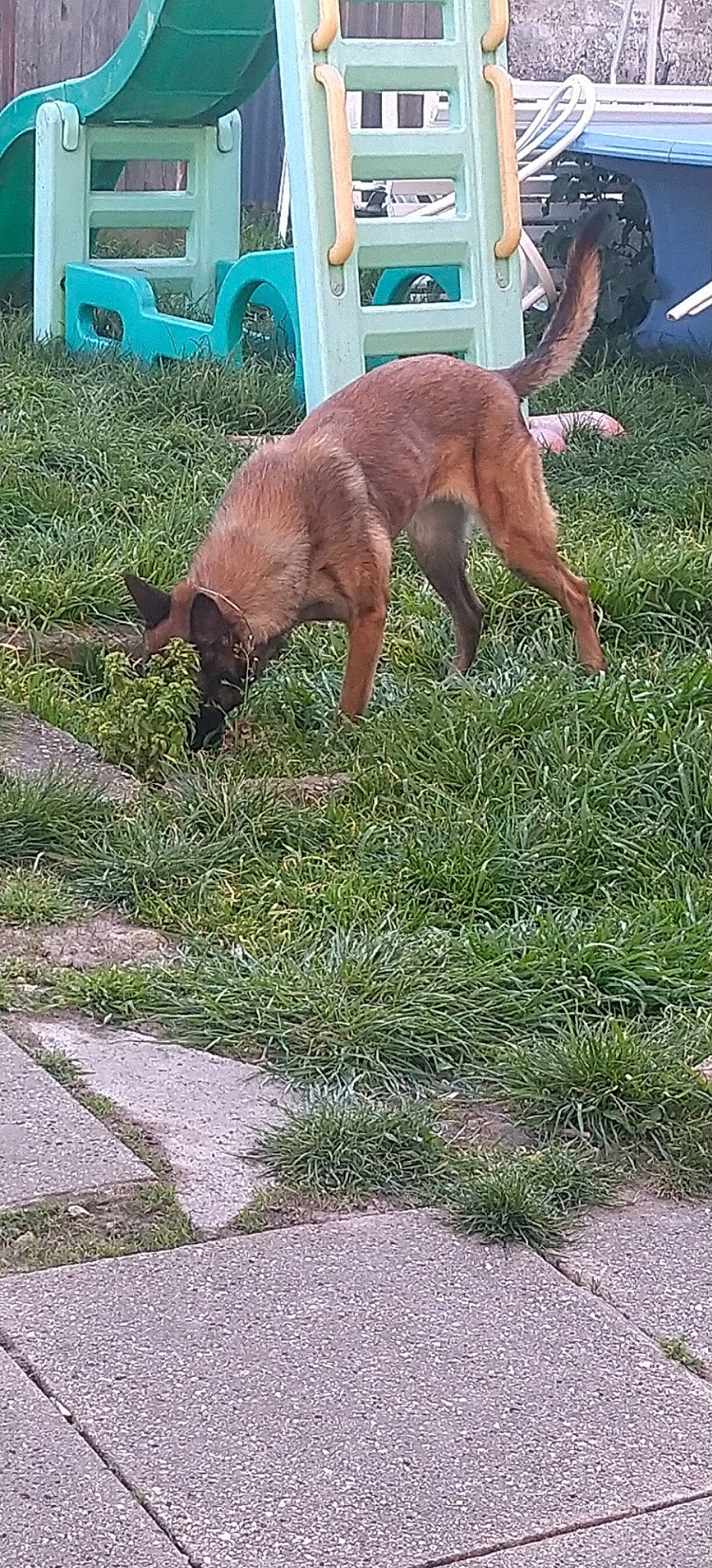 Jeep participe au concours pour gagner de l'argent avec cette photo : canidae, carnivore, dog, dog_breed, fawn, grass, street_dog, tail