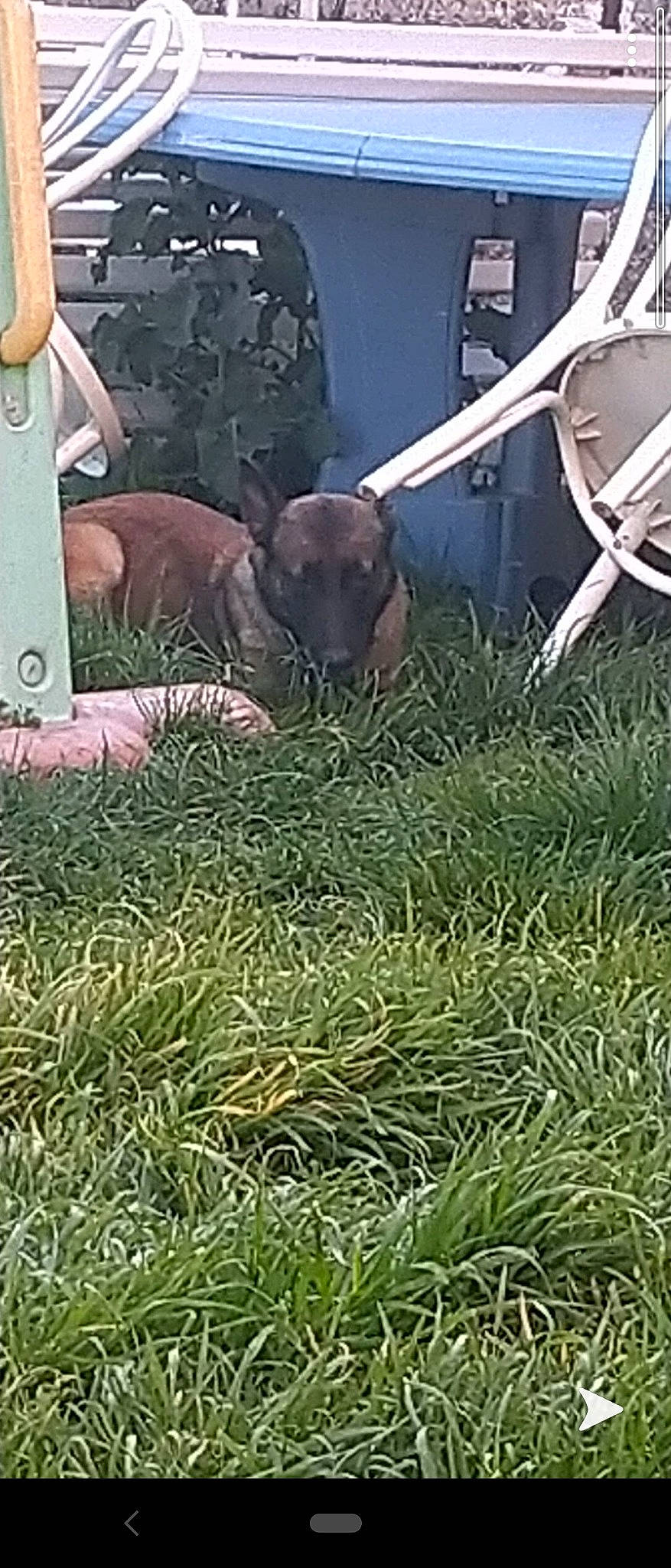 Jeep participe au concours pour gagner de l'argent avec cette photo : canidae, carnivore, dog, fawn, grass, guard_dog, lawn, non_sporting_group, plant, sporting_group, weimaraner