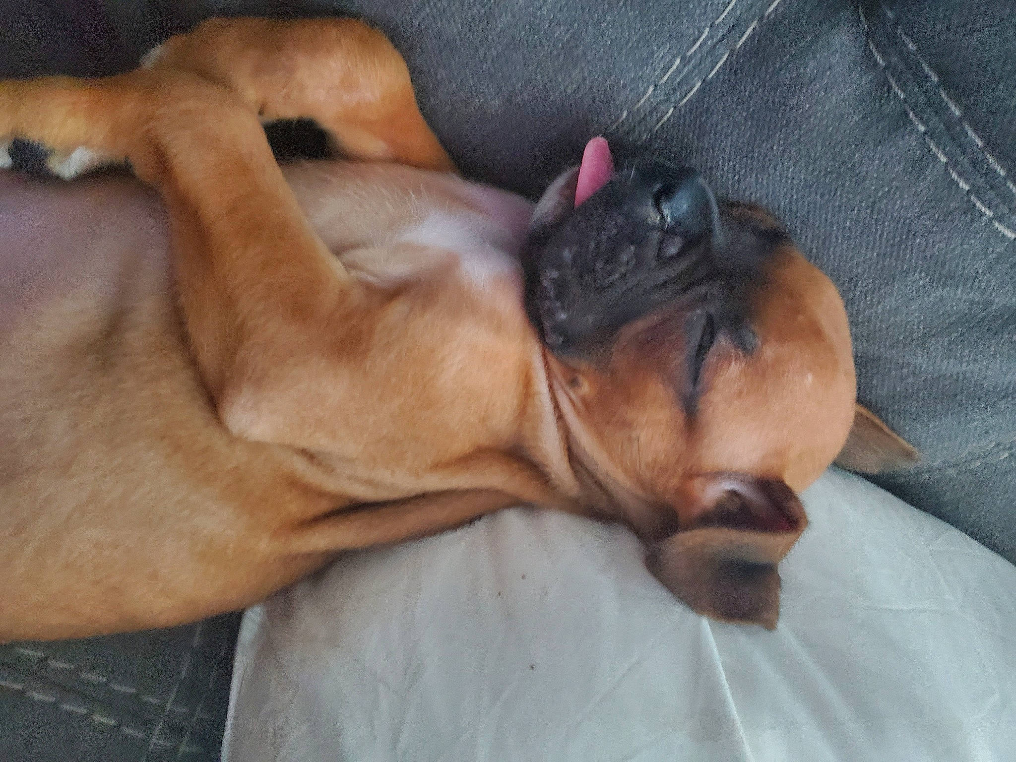 Rizzo joined the competition — help win amazing prizes! canidae, carnivore, comfort, companion_dog, dog, dog_breed, fawn, liver, nap, non_sporting_group, paw, puppy, skin, sleep, snout, sporting_group, toy_dog, whiskers, working_animal, working_dog