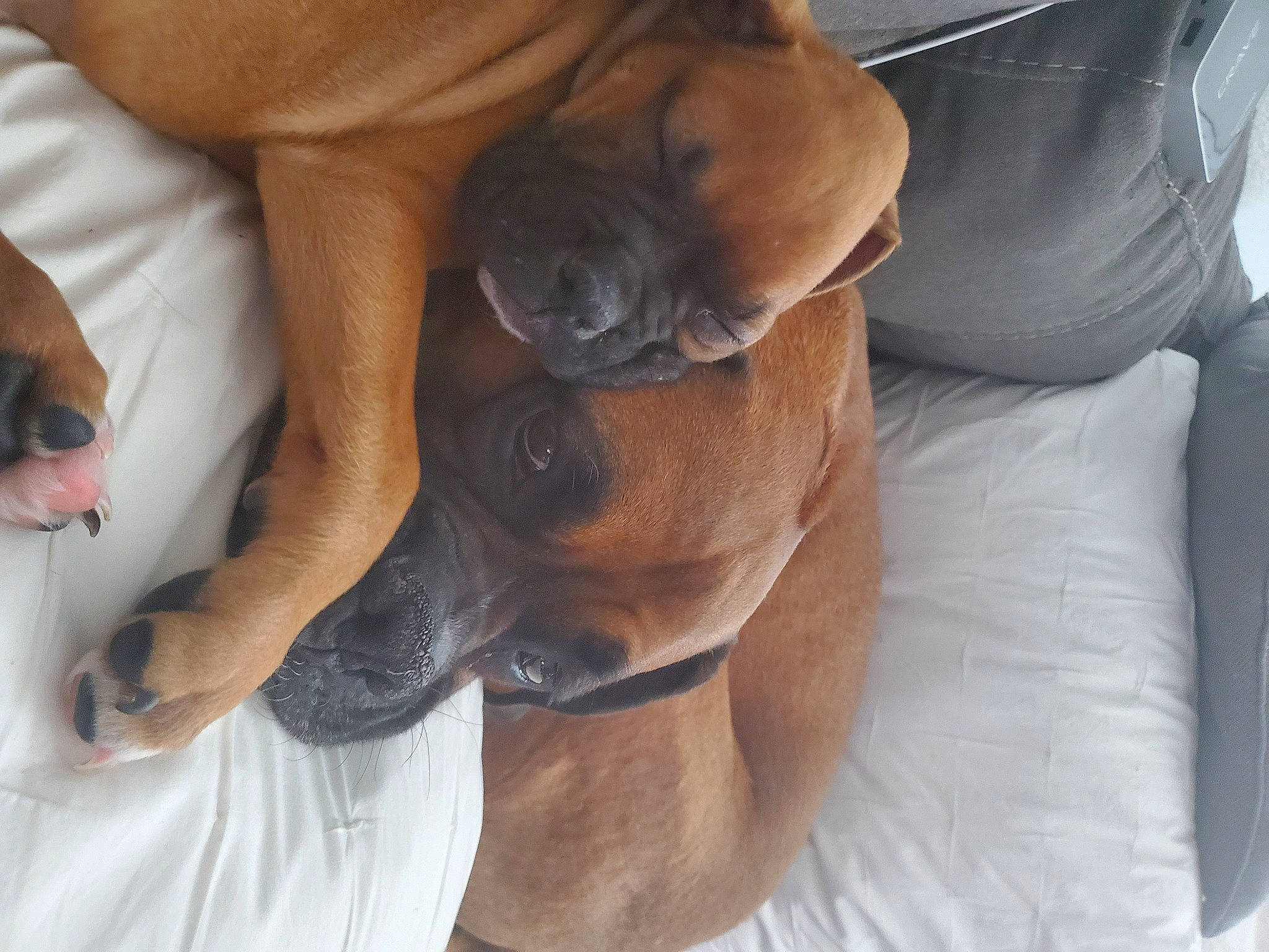 Rizzo is registered to the contest to win money with this photo: boxer, canidae, carnivore, comfort, companion_dog, dog, dog_breed, fawn, guard_dog, liver, mammal, molosser, non_sporting_group, pet_supply, snout, sporting_group, tan, working_animal, working_dog, wrinkle