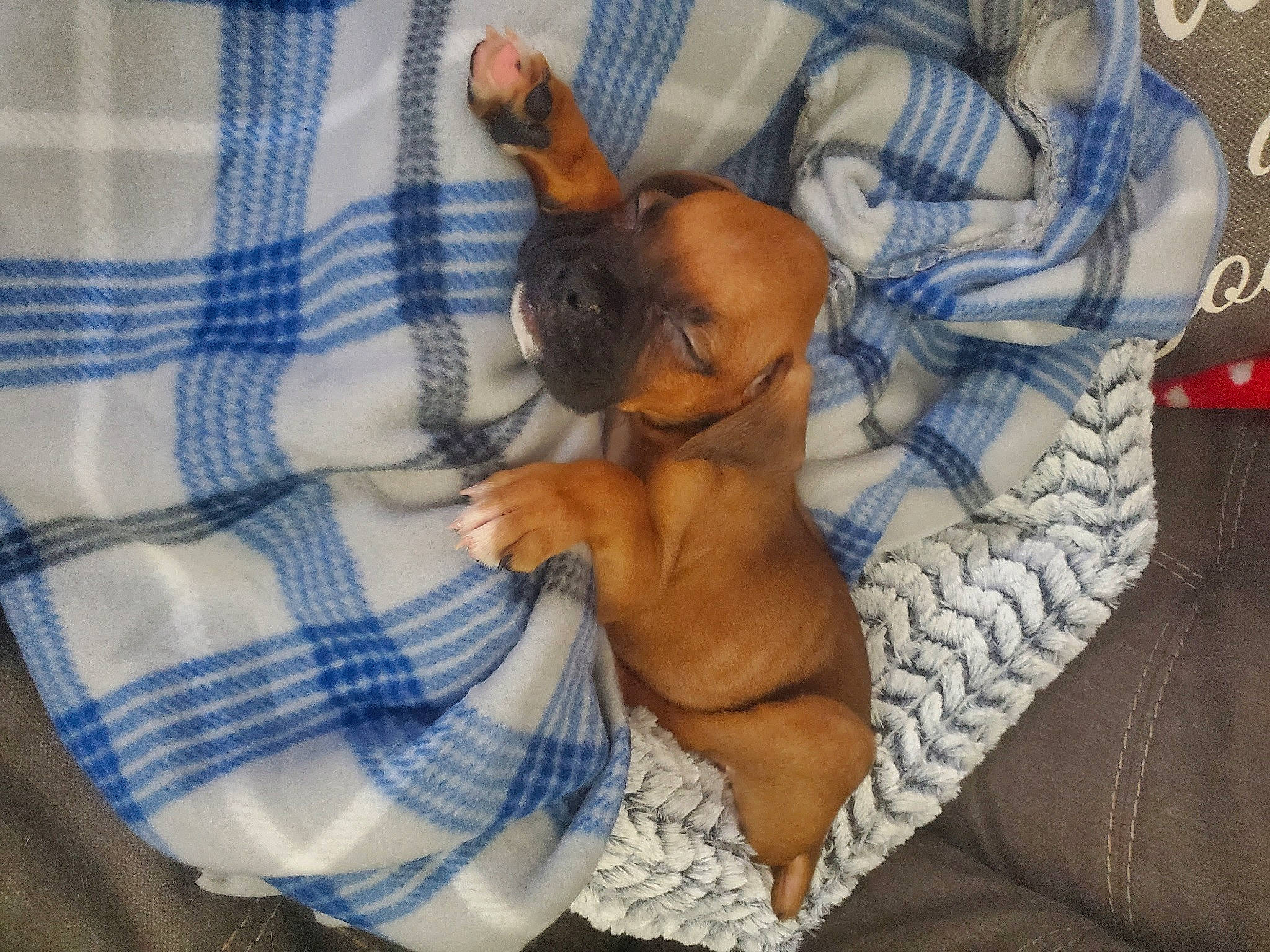 Rizzo joined the competition — help win amazing prizes! canidae, carnivore, comfort, companion_dog, dog, dog_bed, dog_breed, dog_supply, fawn, linens, liver, pattern, paw, pet_supply, plaid, puppy, snout, sporting_group, tartan, working_animal