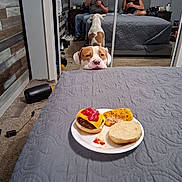 Dozzer is registered to the contest to win money with this photo: dog, burger, plate, bed, blanket, people, mirror, reflection, phone, carpet, room, food, cheese, ketchup, hash_brown, casual, indoor, resting, waiting, curious