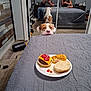 dog, burger, plate, bed, blanket, people, mirror, reflection, phone, carpet, room, food, cheese, ketchup, hash_brown, casual, indoor, resting, waiting, curious