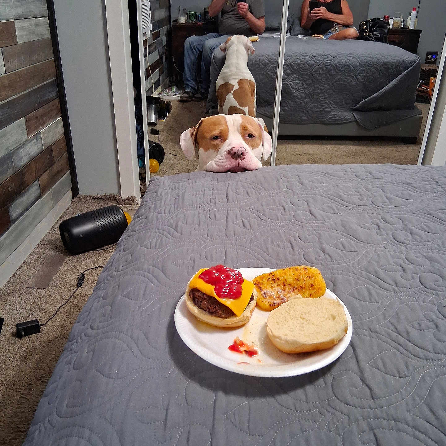 Dozzer is registered to the contest to win money with this photo: bed, blanket, burger, carpet, casual, cheese, curious, dog, food, hash_brown, indoor, ketchup, mirror, people, phone, plate, reflection, resting, room, waiting