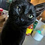 Salem is registered to the contest to win money with this photo: black_cat, cat, close_up, green_eyes, curious, pet, animal, feline, indoor, kitchen, blurred_background, container, bottle, table, domestic_animal, whiskers, fur, face, ear, eye