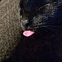 Salem is registered to the contest to win money with this photo: cat, black_cat, tongue, close_up, sleeping, whiskers, fur, pet, animal, cute, face, nostrils, pink, texture, cozy, indoor, resting, feline, soft, adorable
