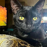Salem joined the competition — help win amazing prizes! black_cat, cat, yellow_eyes, close_up, indoor, pet, feline, animal, fur, whiskers, patterned_fabric, resting, portrait, domestic_cat, curious, calm, face, ears, muzzle, soft_light