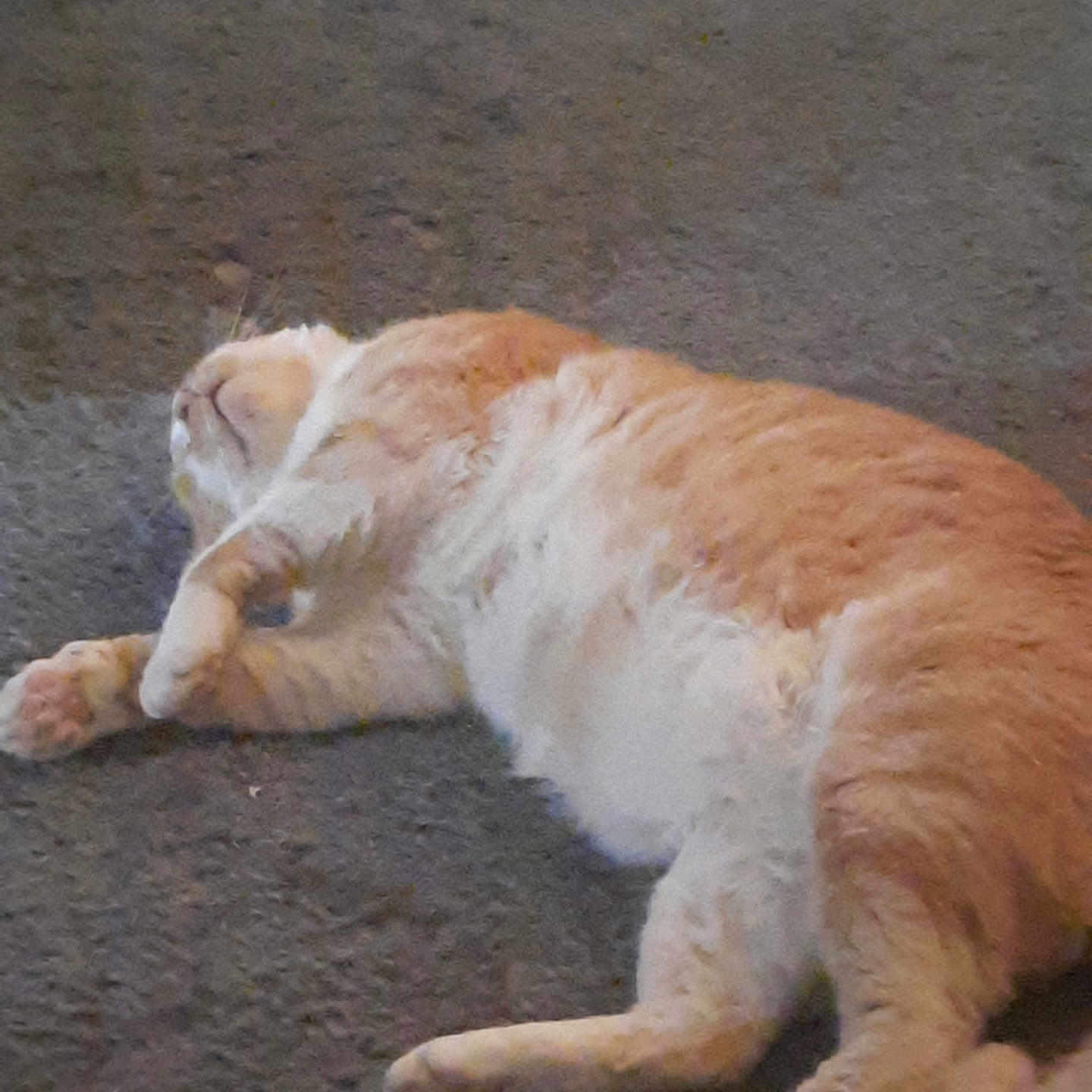 Gizmo is registered to the contest to win money with this photo: animal, carpet, cat, cozy, cute, domestic_animal, feline, fluffy, fur, indoor, lying_down, mammal, orange_cat, paws, pet, relaxed, resting, sleepy, whiskers, white_cat