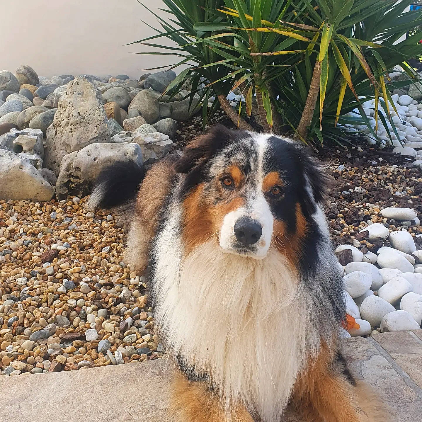 Ryder participe au concours pour gagner de l'argent avec cette photo : ancient_dog_breeds, arecales, canidae, carnivore, collie, companion_dog, dog, dog_breed, fur, herding_dog, landscape, miniature_australian_shepherd, plant, scotch_collie, shetland_sheepdog, snout, sporting_group, terrestrial_animal, whiskers, working_dog