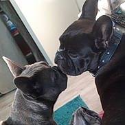 Pandora Et John a rejoint le concours — aidez-le/la à gagner de superbes lots ! animal, bostonbull, boxer, bulldog, canine, dog, frenchbulldog, pet, pitbull, puppy