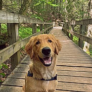 Bentley joined the competition — help win amazing prizes! dog, golden_retriever, puppy, bridge, wooden_bridge, forest, trees, nature, outdoor, greenery, happy, smiling, pet, animal, canine, leash, sunlight, pathway, wooden_planks, daylight