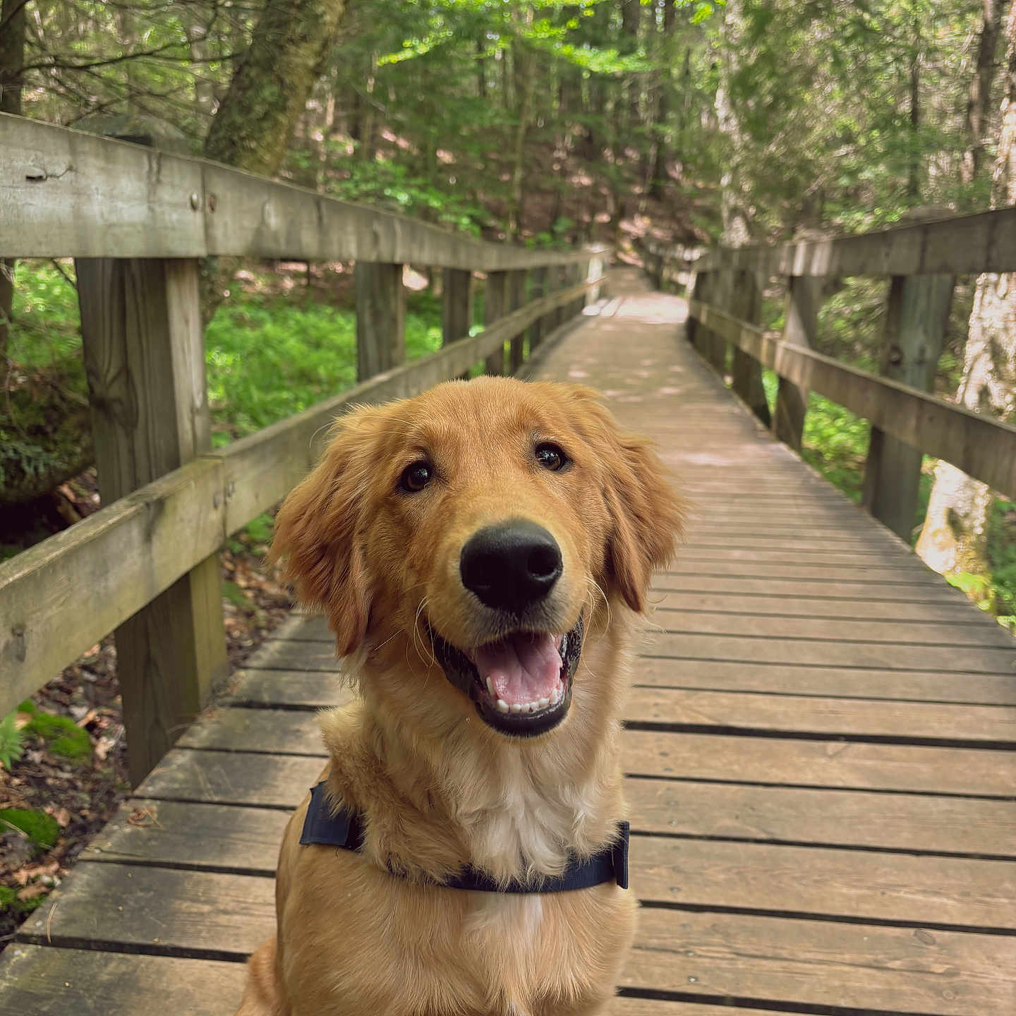 Bentley joined the competition — help win amazing prizes! dog, golden_retriever, puppy, bridge, wooden_bridge, forest, trees, nature, outdoor, greenery, happy, smiling, pet, animal, canine, leash, sunlight, pathway, wooden_planks, daylight