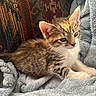 Izzy is registered to the contest to win money with this photo: blanket, blue_eyes, brown_fur, cat, cozy, cushion, ears, feline, fluffy, indoors, kitten, lying_down, paws, pet, portrait, relaxed, sunlight, tabby, whiskers, white_chest
