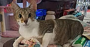 Izzy joined the competition — help win amazing prizes! animal, blanket, cat, cat_tree, chairs, ears, eyes, furniture, household, indoor, living_room, lying_down, patchwork, pet, portrait, sitting, tabby_cat, television, whiskers, white_chest