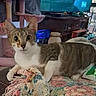 animal, blanket, cat, cat_tree, chairs, ears, eyes, furniture, household, indoor, living_room, lying_down, patchwork, pet, portrait, sitting, tabby_cat, television, whiskers, white_chest