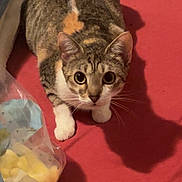Izzy is registered to the contest to win money with this photo: animal, bed, cat, feline, green_eyes, indoors, laundry, lying_down, pet, plastic_bag, portrait, red_blanket, shadow, sitting, striped_fur, tabby_cat, tail, whiskers, white_paws, wide_eyed