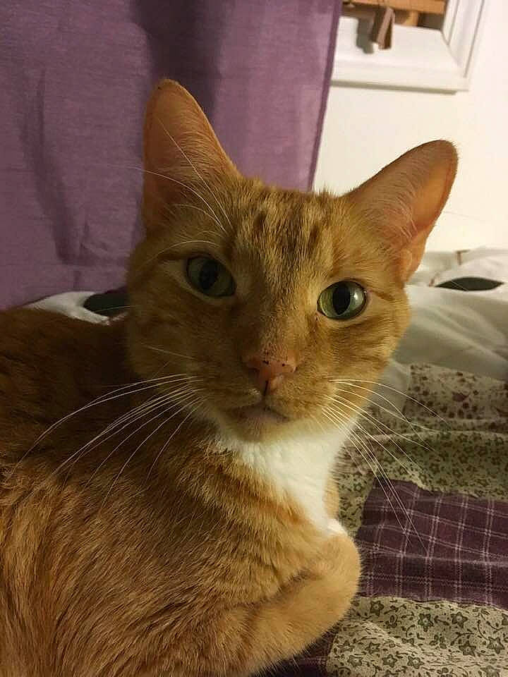 Bootsie is registered to the contest to win money with this photo: abyssinian, aegean_cat, arabian_mau, asian, burmese, carnivore, cat, chausie, domestic_short_haired_cat, european_shorthair, fawn, felidae, german_rex, kitten, mammal, small_to_medium_sized_cats, snout, tabby_cat, vertebrate, whiskers