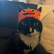 Bob is registered to the contest to win money with this photo: animal, black_and_white, cat, costume, couch, curious, face, feline, fur, halloween, home, indoor, lamp, orange, pet, pumpkin_hat, sitting, whiskers, white_paws, window