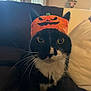 animal, black_and_white, cat, costume, couch, curious, face, feline, fur, halloween, home, indoor, lamp, orange, pet, pumpkin_hat, sitting, whiskers, white_paws, window