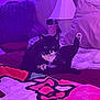 Bob joined the competition — help win amazing prizes! animal, bed, black_and_white, blanket, cat, cozy, cute, ears, feline, furniture, hello_kitty, indoor, lamp, paw, pet, pillow, purple_lighting, relaxing, resting, whiskers
