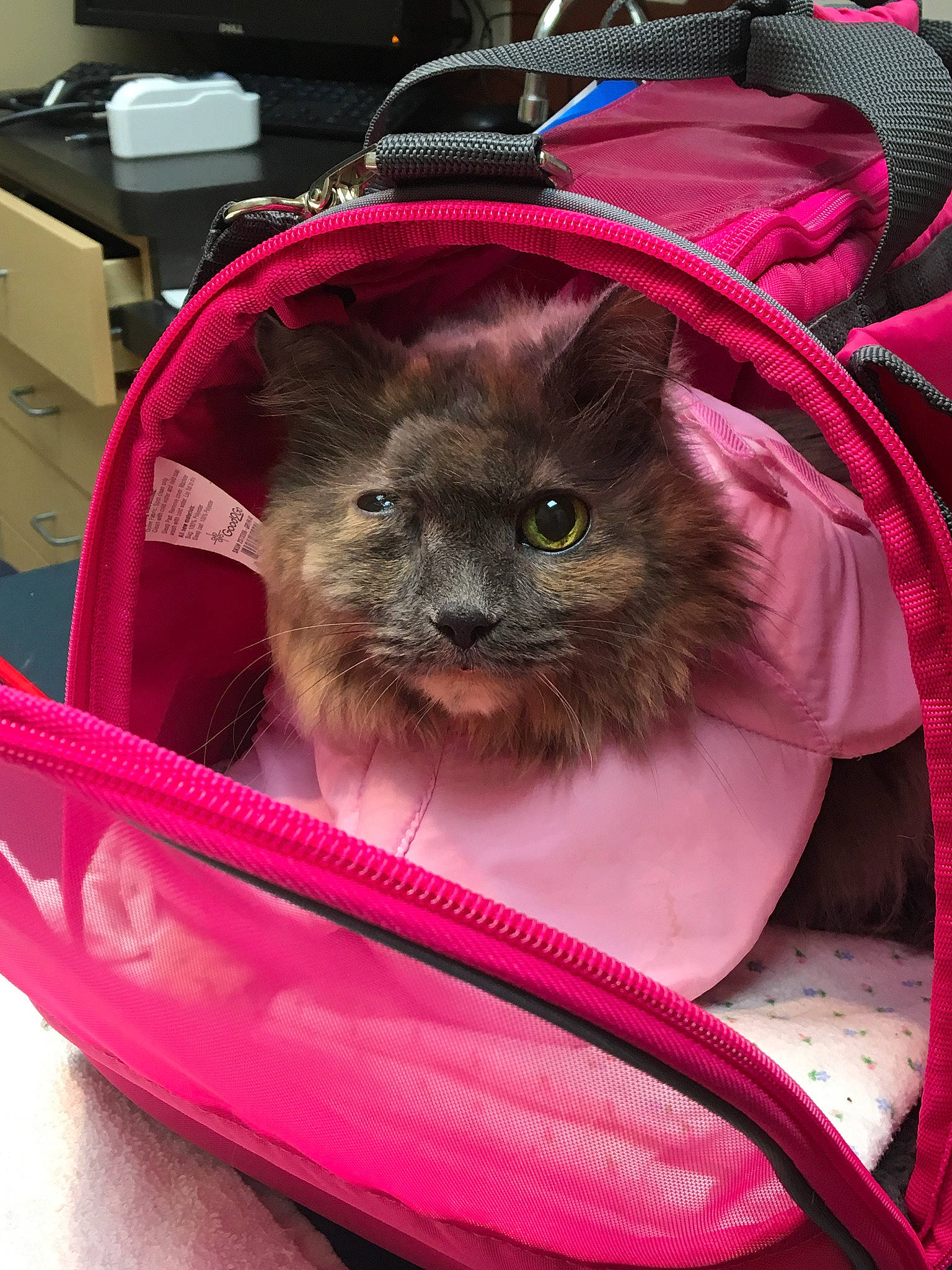 Lola-'Cancer Survivor' is registered to the contest to win money with this photo: bag, carnivore, cat, cat_supply, fawn, felidae, kitten, magenta, mammal, pink, small_to_medium_sized_cats, whiskers
