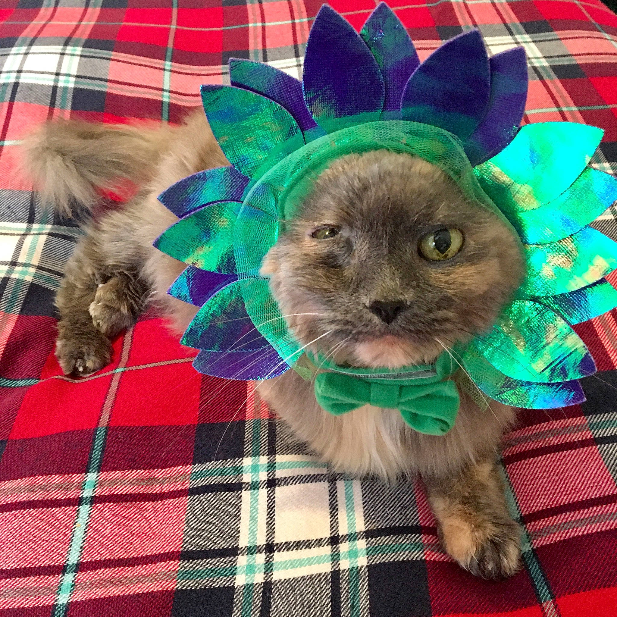 Lola-'Cancer Survivor' joined the competition — help win amazing prizes! canidae, carnivore, cat, design, fur, headgear, pattern, plaid, puppy, tartan, textile, whiskers