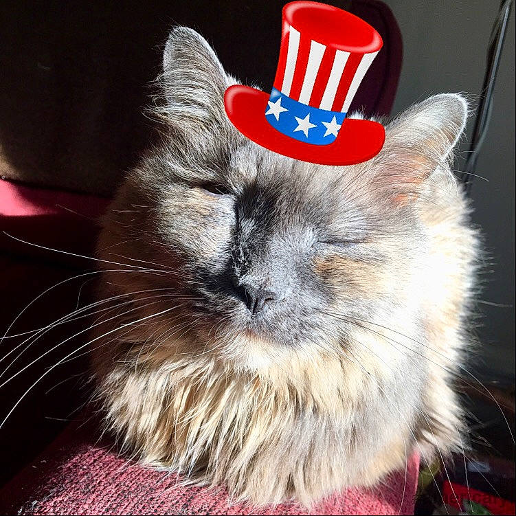 Lola-'Cancer Survivor' is registered to the contest to win money with this photo: asian, carnivore, cat, claw, costume_hat, domestic_long_haired_cat, ear, felidae, fur, hat, headgear, kitten, party_hat, photo_caption, ragamuffin, ragdoll, small_to_medium_sized_cats, whiskers