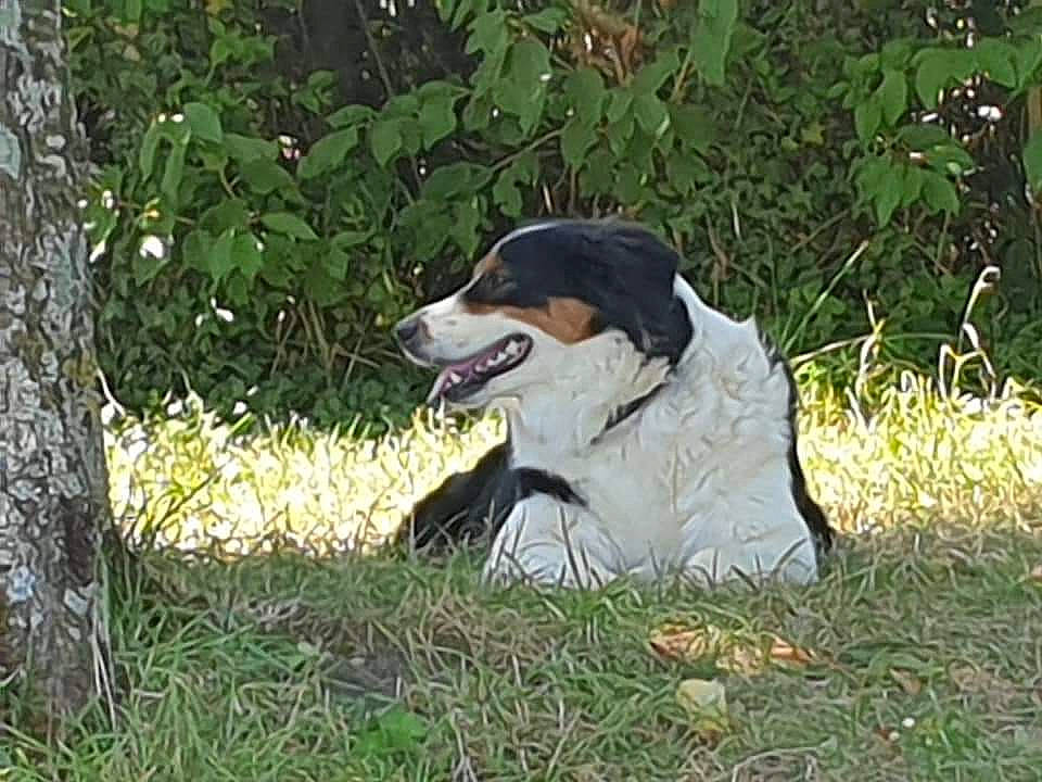 Laika participe au concours pour gagner de l'argent avec cette photo : canidae, carnivore, companion_dog, dog, dog_breed, grass, herding_dog, hunting_dog, plant, puppy, snout, sporting_group, tail, terrestrial_animal, tree, whiskers, working_animal, working_dog