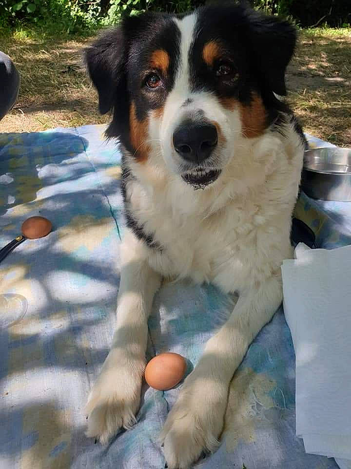 Laika participe au concours pour gagner de l'argent avec cette photo : carnivore, companion_dog, dog, dog_breed, fur, plant, sporting_group, terrestrial_animal, working_dog