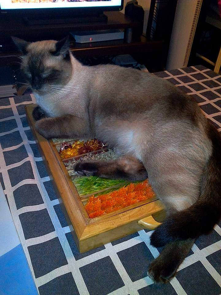 Simba a rejoint le concours — aidez-le/la à gagner de superbes lots ! balinese, birman, carnivore, cat, domestic_short_haired_cat, fawn, felidae, flooring, fur, grass, houseplant, plant, siamese, small_to_medium_sized_cats, snout, tail, terrestrial_animal, thai, whiskers